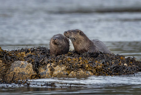 Otter Pair