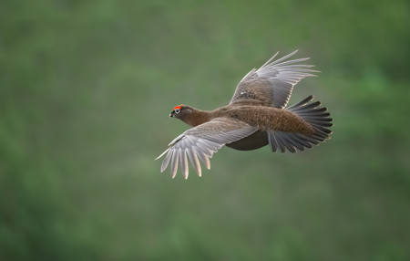 Red Grouse In Flight