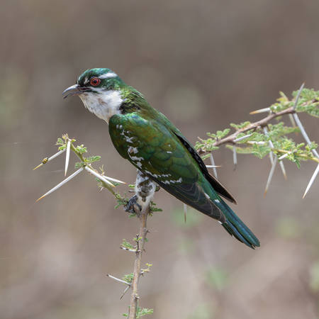 Dierdricks Cuckoo Calling