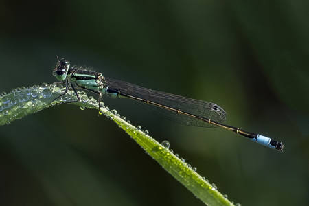 Hufeisen-Azurjungfer