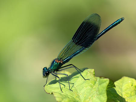 Banded Demoiselle