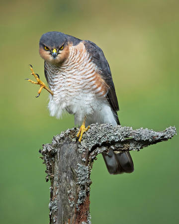 Grumpy Sparrowhawk