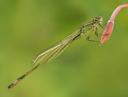 Resting Damselfly