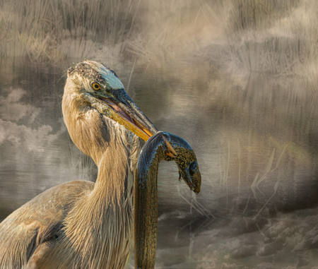 Heron And The Salamander