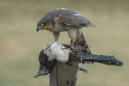 Sparrowhawk On Magpie