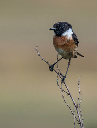 Common Stonechat