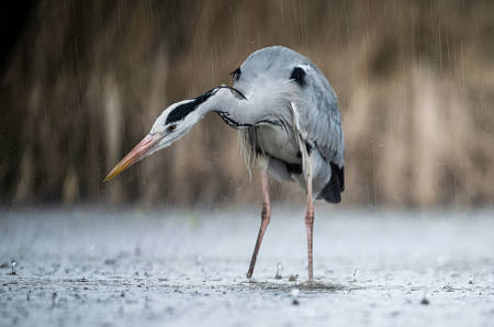 Heron In Rain Storm