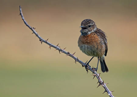 Common Juvenile Stonechat Calling
