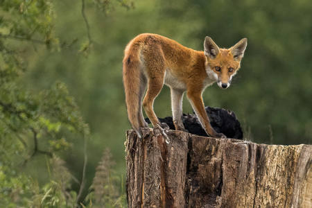 Woodland Fox On Log With Prey