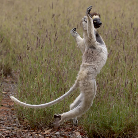 Sifaka Dancing