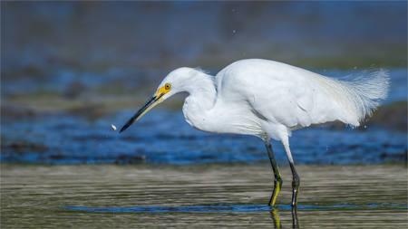 Egrets Meal 3929
