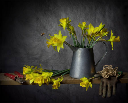 Still Life With Daffodils