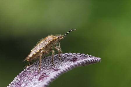 Hairy Sheild Bug