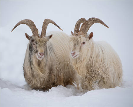 Two Icelandic Goats.
