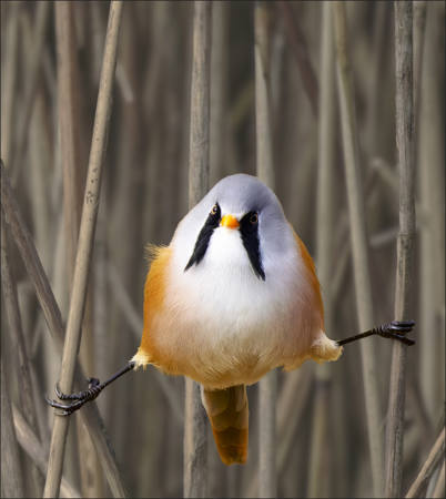 Male Bearded Tit At Edge Of Reedbed