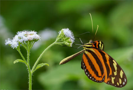 Tiger Longwing Feeding
