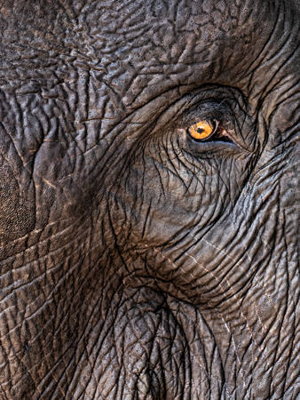 Elephant Skin Patterns