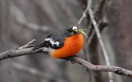Flame Robin With Grasshopper