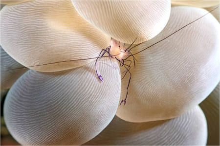 Shrimp In Bubble Coral