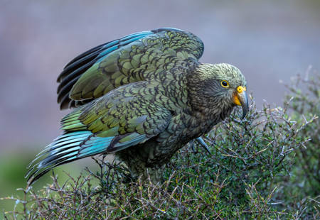 Juvenile Kea