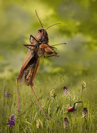 Gresshoppe Med Fiolin