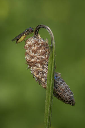 Female Hoverfly Resting