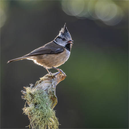 Crested Tit, Singing