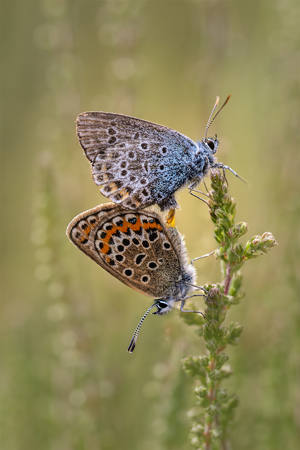 Silver Studded Blues Mating