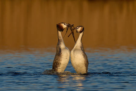 Great Crested Grebe Weed Dance