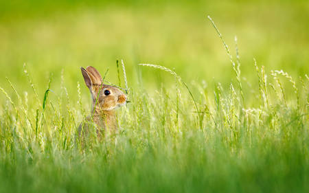 Springtime Rabbit.