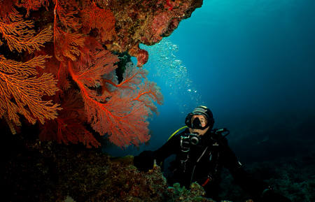 Divers Window Into Coral Garden