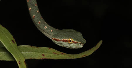 Tropidolaemus Wagleri
