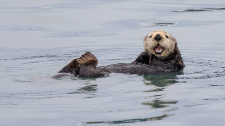 Northern Sea Otter