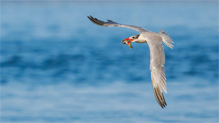 Tern And Fish 8002