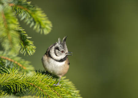 Crested Tit In Caledonian Forest