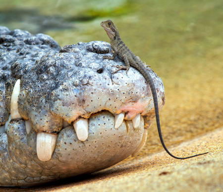 Water Dragon And Crocodile