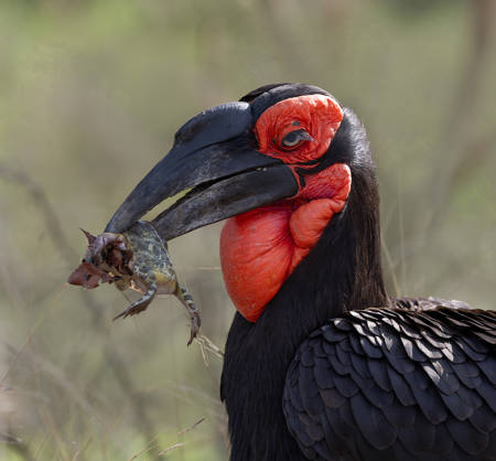 Ground Hornbill With Frog