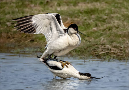 Avocet Mating