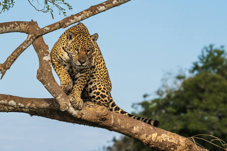 Jaguar Turns On Overhanging Tree 01