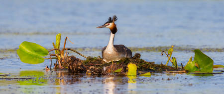Grebe On The Nest