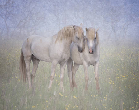 Gentle Companions
