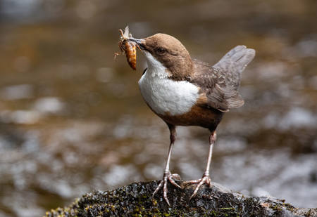 Dipper