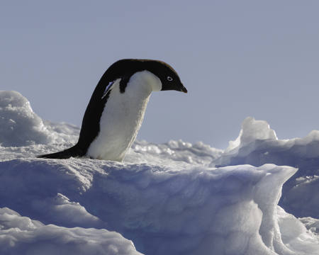 Precarious And Alone