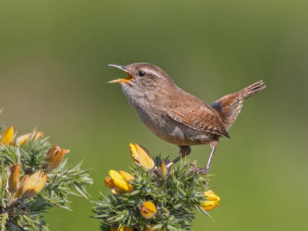 Singing Wren