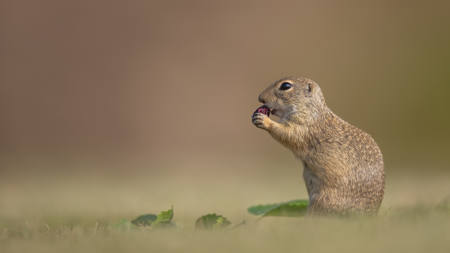 Ground Squirrel