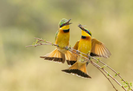 Bee Eaters