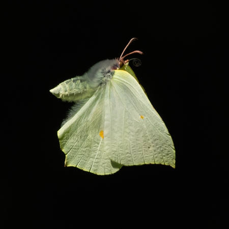 Brimstone Butterfly In Flight