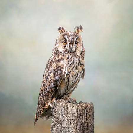 Long Eared Owl Early Morning