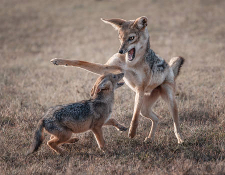 Jackals At Play