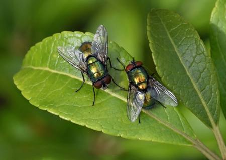 Two Fly Tango